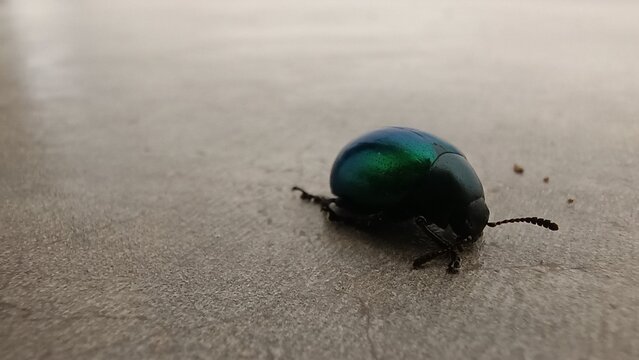 bug on the ground