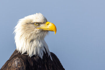 Close-Up Portrait of an Adult Mature Bald Eagle Head Shot, Homer Spit, Alaska © htrnr