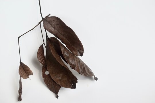 A minimalist arrangement of a single dry brown leaf branch angled downwards on a white background with prominent copy space.