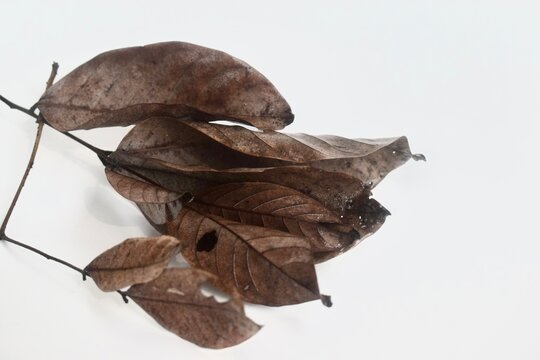 Close-up perspective of a thin dry branch with brittle brown leaves resting horizontally against a white background.