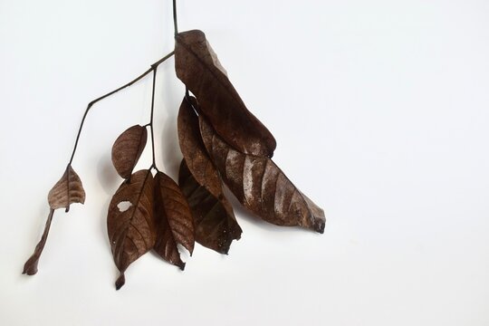A minimalist arrangement of a single dry brown leaf branch angled downwards on a white background with prominent copy space.