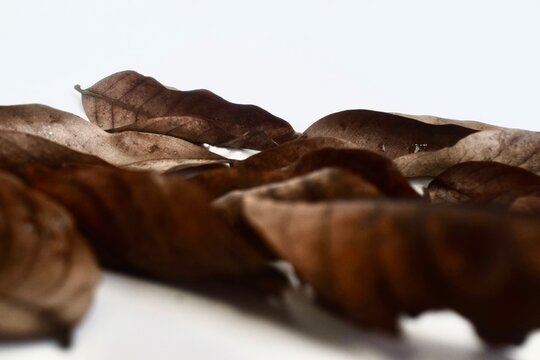 Low angle, close-up studio photograph of a scattered pile of dry, brown autumn leaves laying on a clean white surface.