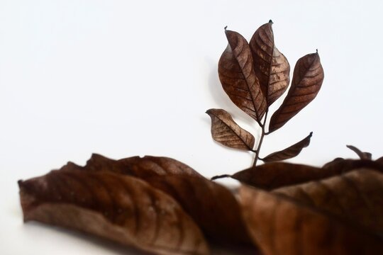 Selective focus shot of a small dry branch with brown leaves standing upright behind a blurred pile of fallen autumn leaves on a white background.