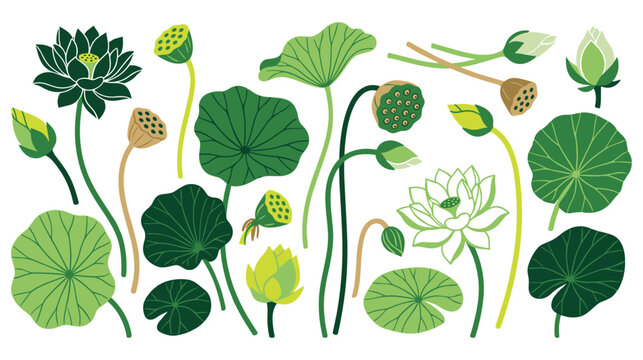 Set of lotus flowers and leaves in various stages of bloom and growth isolated on white.