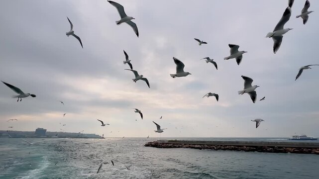 Slow motion: flock of seagulls flying over sea near ferry in Istanbul. Wide shot of birds moving above waves. Travel, marine, slowmo and city life concept