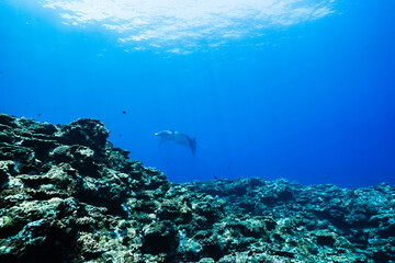 Underwater seascape featuring manta ray above coral reef © Satoshi