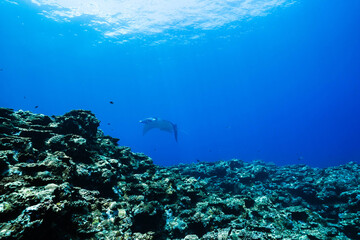 Wide angle view of manta ray in the clear blue ocean © Satoshi