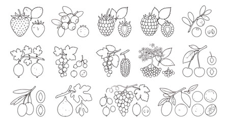 Vintage botanical berry and fruit line art icons, hand drawn garden berries collection vector, minimalist black and white fruit illustrations for coloring © Muhammad