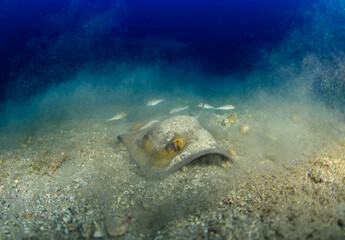 Fototapeta premium A brown-and-yellow manta ray moves vigorously across the sandy seabed.