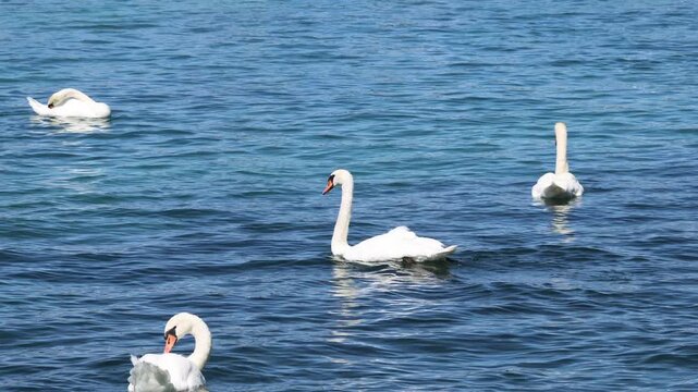 Groupe de cygnes tubercul&eacute;s nageant paisiblement sur un lac bleu