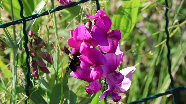 Abeille charpenti&egrave;re noire butinant une fleur rose en gros plan
