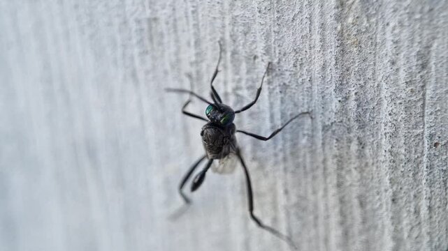 Black Ensign Wasp With Green Eyes On Wall Vertical Macro Footage