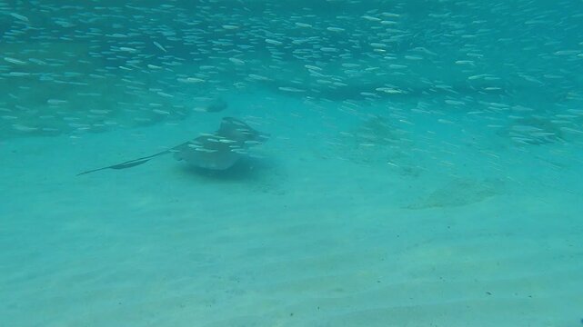 An unforgettable underwater encounter with a wild stingray gliding smoothly across the sandy seabed in Playa Piskad&oacute;, Cura&ccedil;ao