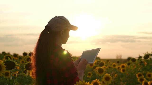 silhouette woman farmer working sunflower field, farming business, sunset hand holding tablet, smart agribusiness, farmer productivity software, farmer field work, technology cultivation, agricultural
