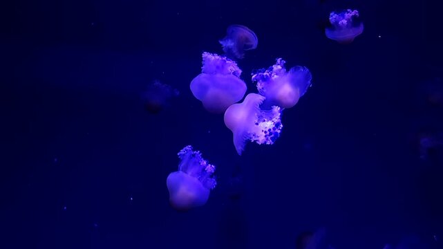 Cassiopea jellyfish drifting underwater in blue aquarium