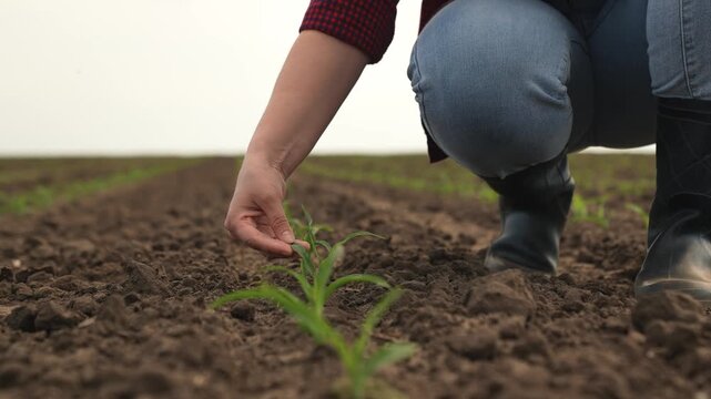 hand farmer sprout, young germ land field, agriculture, farming, business growth development, ground inspects replanting growing harvesting spring working view sunflower gardener young man dirty