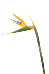 Fototapeta premium Beautiful bird of paradise flower isolated on white