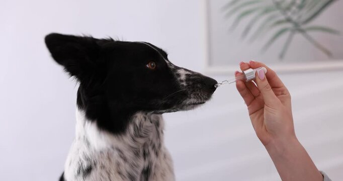 Woman giving liquid medicine to her dog from pipette at home, closeup