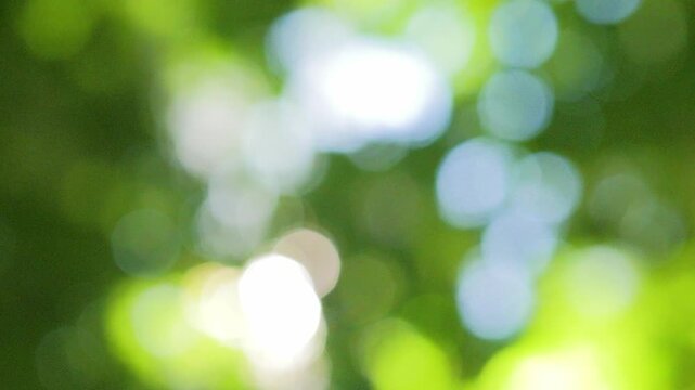Full frame abstract nature background of green forest bokeh