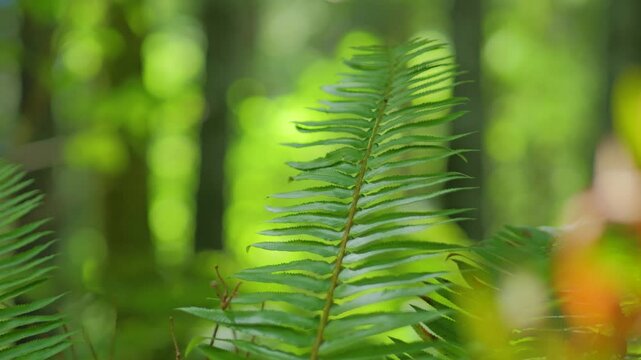Close up of vibrant western sword fern frond in forest
