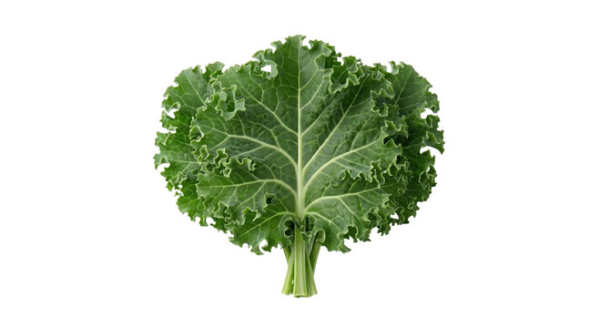 Fresh organic curly kale leaf isolated on white background PNG on white background with PNG on white background