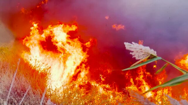 Scorching land fire, devastating natural habitats, urgent need for fire prevention, smoke-choked atmosphere, darkness from thick smoke, global fire crisis, high alert status, nature suffering due to