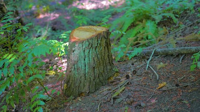 Freshly cut tree stump on forest trail hillside