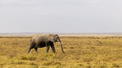 Obraz premium Female African Elephant Walking Across the Dry Savanna Grasslands of Amboseli National Park in Kenya, East Africa