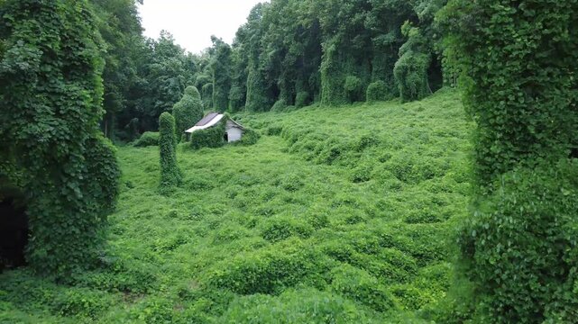 Kudzu House