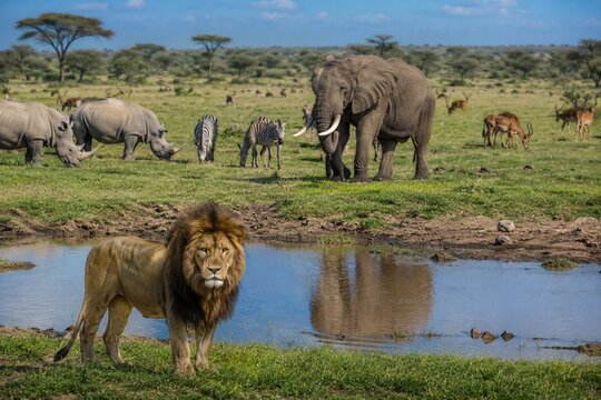 African wildlife gathering at savanna watering hole