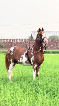 Marwari horse standing in a vibrant green meadow captured in this high definition motion video footage showing the graceful animal with traditional golden ornaments and intricate harness equipment whi
