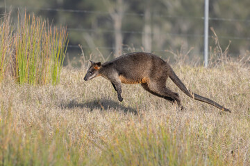 Swamp Wallaby (Wallabia bicolor) hopping, England Beach, NSW, December 2025 © Jon Steinbeck