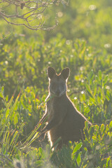 Swamp Wallaby (Wallabia bicolor) with rim lighting, Potato Point, NSW, June 2026 © Jon Steinbeck