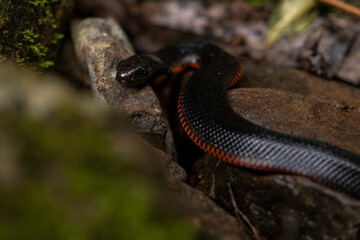 Red-Bellied Black Snake (Pseudechis porphyriacus) juvenile, Deua NP, NSW, May 2026 © Jon Steinbeck