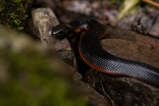 Red-Bellied Black Snake (Pseudechis porphyriacus) juvenile, Deua NP, NSW, May 2026
