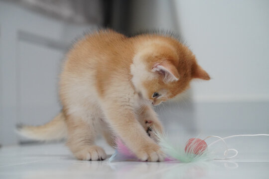 Cute ginger kitten fluffy fur playful mood indoor white floor chasing colorful feather toy curious expression small pet domestic animal soft lighting