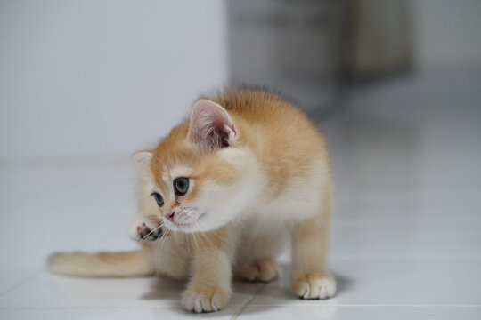 Adorable kitten fluffy fur blue eyes playful scratching white floor indoor young cat cute pet soft light relaxed mood domestic animal
