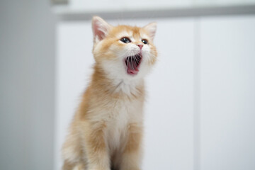 Cute orange kitten fluffy fur open mouth playful young cat white background indoor adorable small pet curious expression happy mood © Plaifah