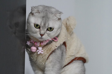 Scottish fold cat, gray fur, wearing beige fleece jacket and pink collar with bell, sitting indoors, looking curious and calm, soft lighting, close up © Plaifah
