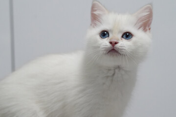 Fototapeta premium White cat blue eye fluffy fur young domestic pet cute soft animal indoor looking curious whisker feline mammal adorable small portrait closeup gentle calm clean pure elegant alert playful friendly
