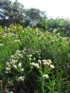 Javanese Edelweiss (Anaphalis javanica)