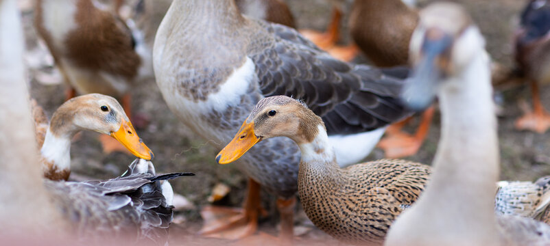 Geese Feeding on Farmyard Ground with Close Up Detail