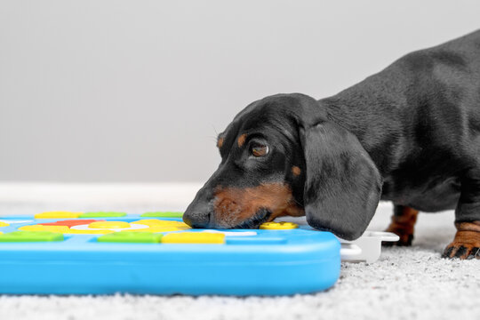 Black and tan dachshund dog sniffing a blue interactive puzzle feeder toy on a light floor in a bright studio setup.