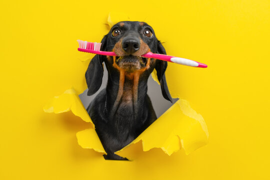 Black dachshund dog holding pink toothbrush in teeth breaking through torn yellow paper hole, pet reminding about oral hygiene, dental care and teeth health concept for vet banner