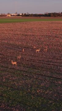 Golden Evening Sky Over Rural Grazing Area. Aerial View Of Livestock On Harvest Field At Sunset. Serene Countryside With Grazing Animals Under Glowing Sunset Sky And Distant Structures