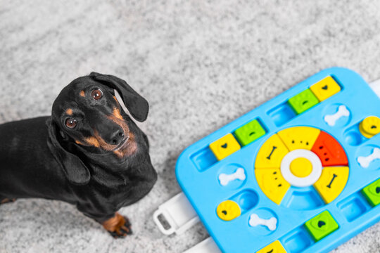 Curious black dachshund dog sitting upright beside a colorful blue puzzle toy and looking up on a soft gray carpet indoors