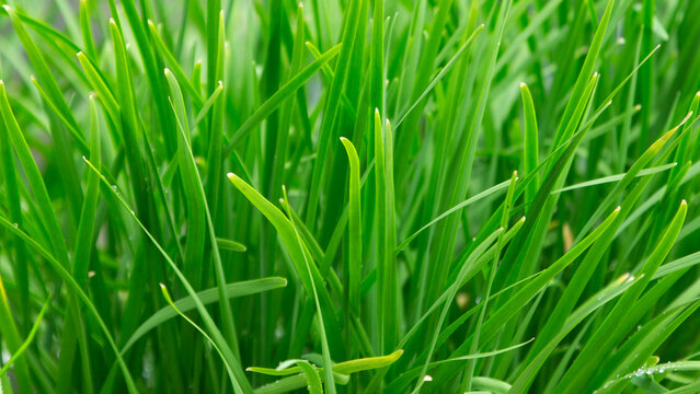 shot of fresh green grass leaves in a lush garden.
