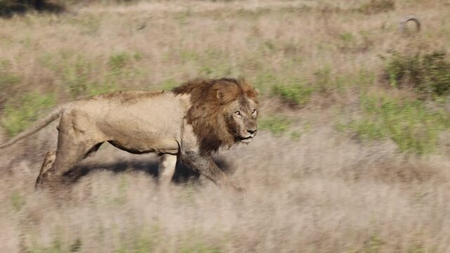 Side profile tracking shot of an adult male lion trotting across dry savannah grassland in Kruger National Park, South Africa. Slow motion.