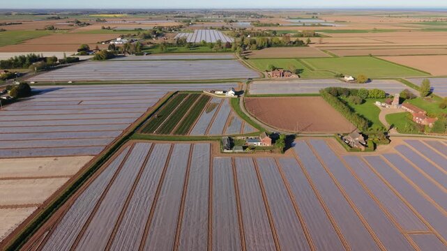 Aerial perspective of agricultural fields displaying distinct rows of crops, with farmhouses and winding roads interspersed, capturing the beauty of the rural landscape under clear skies