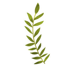 Fototapeta premium elegant textured green fern leaf twig with symmetrical foliage